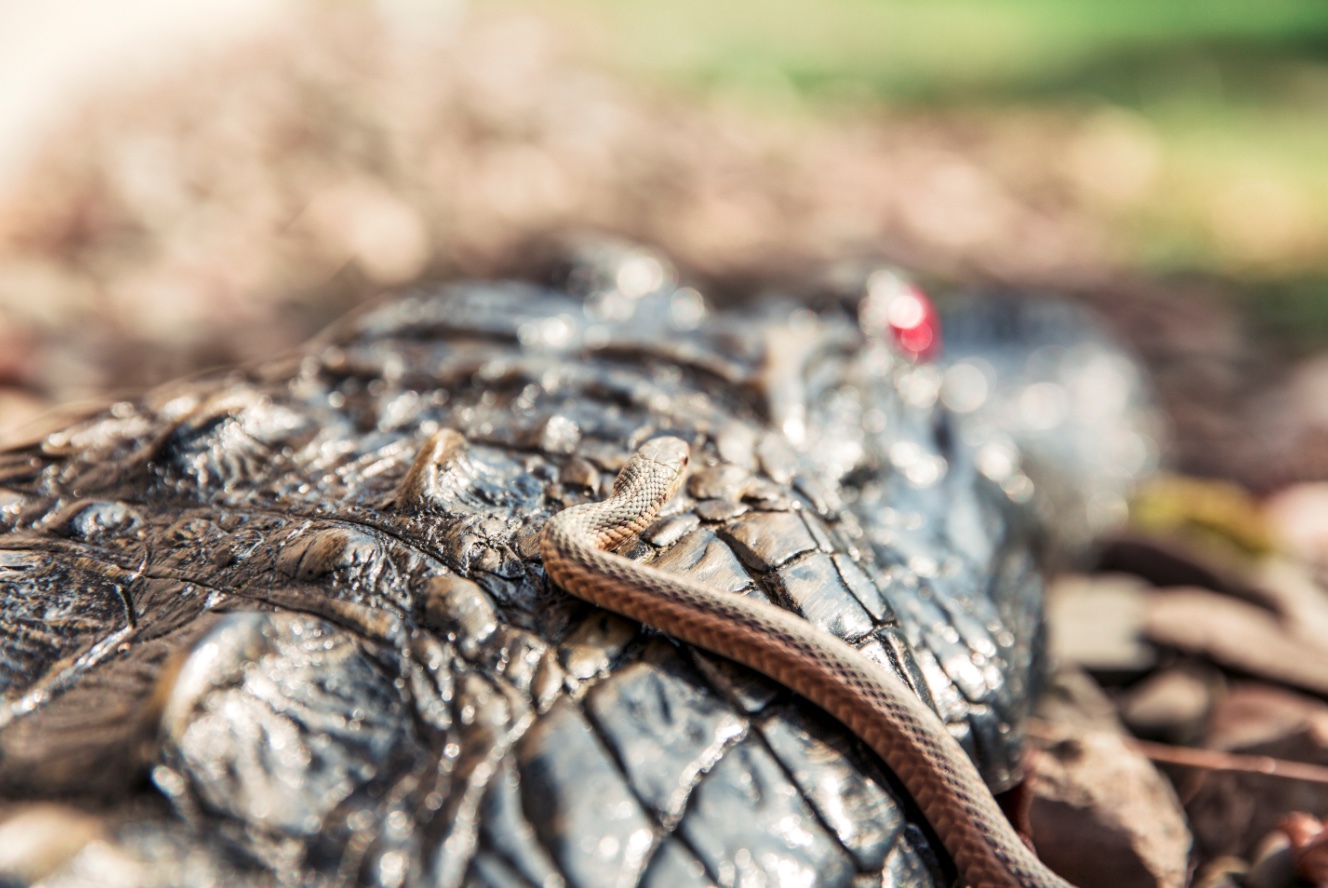 A snake slithering on the back of an alligator.